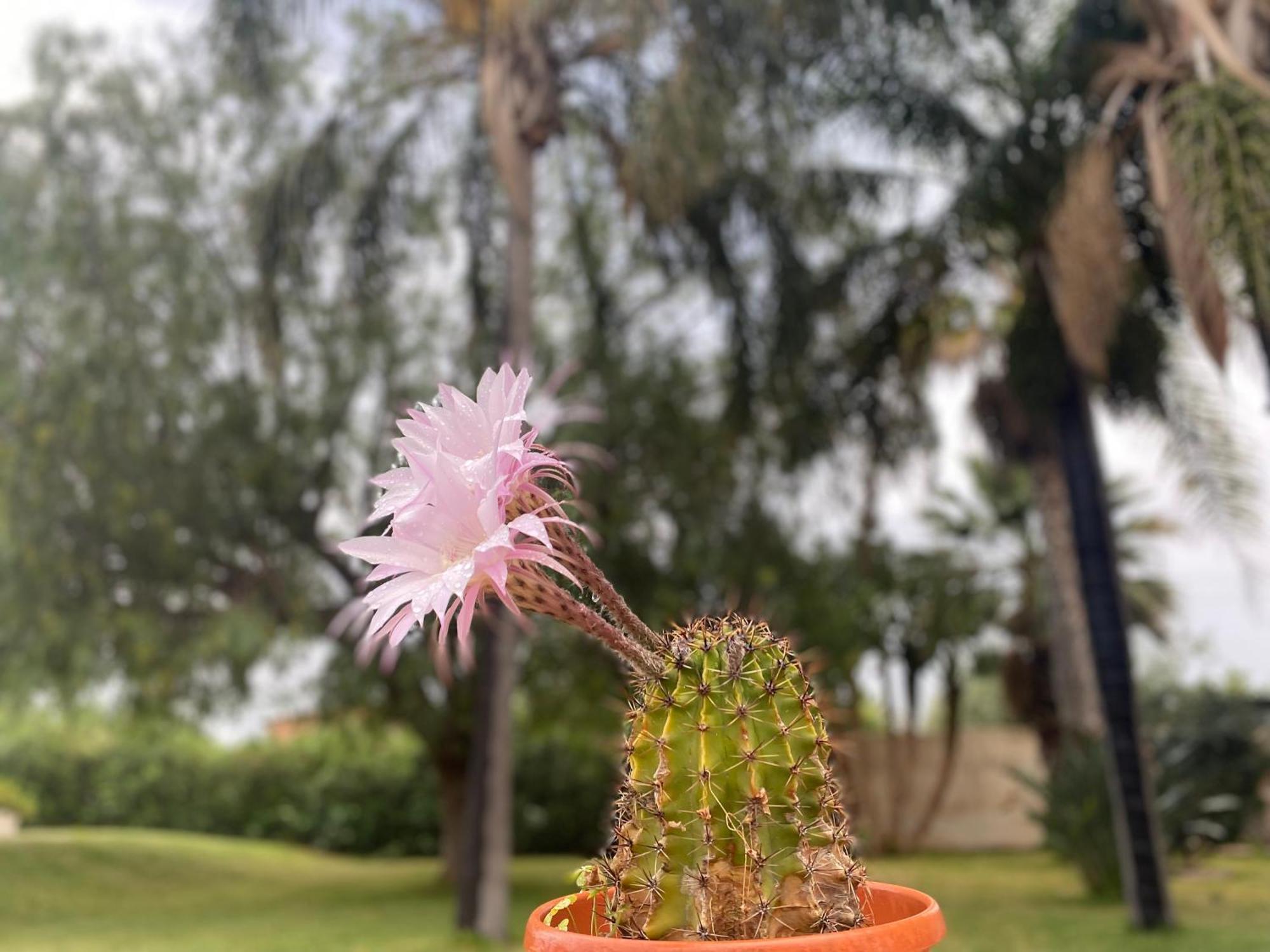 Villa Piruzzu Cv Torre Mulinazzo App P チーニジ エクステリア 写真